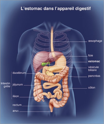 corps humain estomac intestin