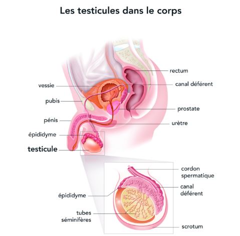 Image testicules anatomie