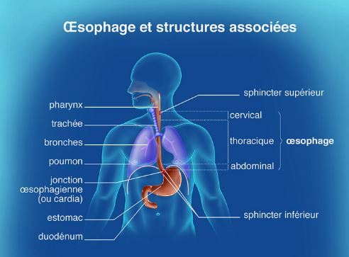 image oesophage et structures associes